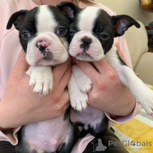 Foto №2 zu Ankündigung № 83107 zu verkaufen boston terrier - einkaufen Deutschland züchter