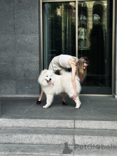 Foto №3. Samoyed sucht ein neues Zuhause (kostenlos). Georgien