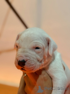 Foto №1. dogo argentino - zum Verkauf in der Stadt Rzeszów | 1000€ | Ankündigung № 139107