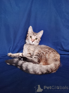 Foto №2 zu Ankündigung № 165479 zu verkaufen  - einkaufen Russische Föderation quotient 	ankündigung