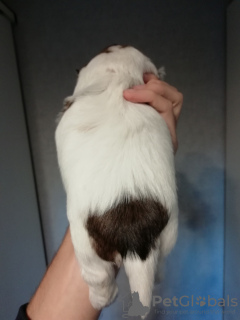 Foto №2 zu Ankündigung № 80225 zu verkaufen shih tzu - einkaufen Estland quotient 	ankündigung, züchter