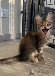 Foto №2 zu Ankündigung № 171095 zu verkaufen maine-coon-katze - einkaufen Schweden züchter