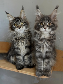 Foto №1. maine-coon-katze - zum Verkauf in der Stadt München | verhandelt | Ankündigung № 169844