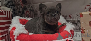 Foto №1.  - zum Verkauf in der Stadt Albert Park | 339€ | Ankündigung № 161322