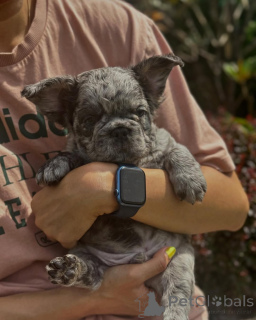 Foto №1. französische bulldogge - zum Verkauf in der Stadt München | 550€ | Ankündigung № 150645