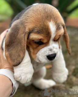 Foto №3. Wunderschöne Beagle-Welpen zu verkaufen.. Deutschland