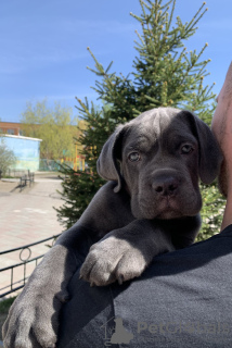 Foto №1. cane corso italiano - zum Verkauf in der Stadt Nowosibirsk | 1848€ | Ankündigung № 103208