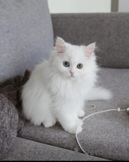 Foto №1.  - zum Verkauf in der Stadt Pieksämäen Maalaiskunta | Frei | Ankündigung № 162278