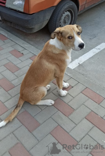 Foto №1. mischlingshund - zum Verkauf in der Stadt Krasnodar | Frei | Ankündigung № 7515