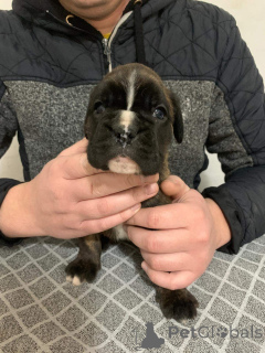 Foto №2 zu Ankündigung № 135300 zu verkaufen deutscher boxer - einkaufen Serbien 