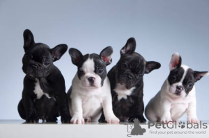 Foto №1. französische bulldogge - zum Verkauf in der Stadt Stockholm | verhandelt | Ankündigung № 96279