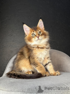 Foto №3. Süß, umwerfend und voller Anmut ist Freyas Schnurren so sanft wie ihr Herz.. Schweiz