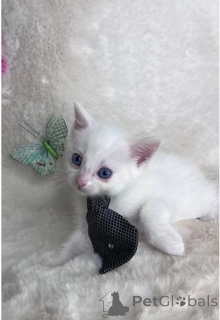 Foto №1. munchkin - zum Verkauf in der Stadt Baierbrunn | 350€ | Ankündigung № 147239