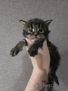 Foto №3. Maine Coon Kätzchen reinrassiger. Österreich