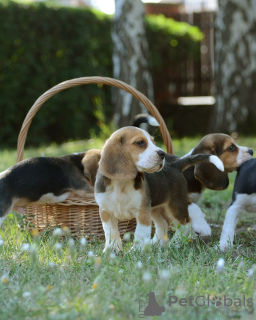 Foto №1. beagle - zum Verkauf in der Stadt Bonn | 360€ | Ankündigung № 123788