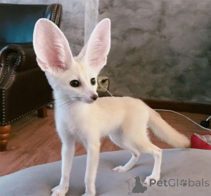 Foto №1.  - zum Verkauf in der Stadt Frankfurt | verhandelt | Ankündigung № 162882