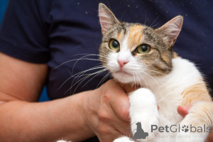 Foto №4. Ich werde verkaufen  in der Stadt Moskwa. quotient 	ankündigung - preis - Frei