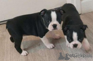 Foto №1. boston terrier - zum Verkauf in der Stadt Aarhus | verhandelt | Ankündigung № 175125