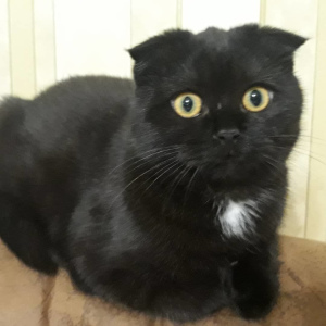 Foto №2 zu Ankündigung № 4243 zu verkaufen schottische faltohrkatze - einkaufen Ukraine quotient 	ankündigung
