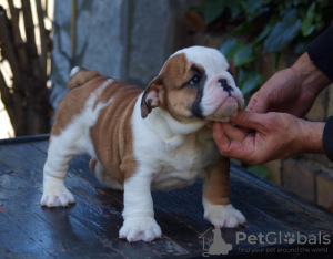 Zusätzliche Fotos: Wunderschöne englische Bulldoggenwelpen