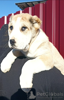 Foto №1. mischlingshund - zum Verkauf in der Stadt Боровец | 650€ | Ankündigung № 41943