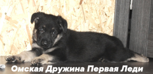 Foto №1. osteuropäischer schäferhund - zum Verkauf in der Stadt Omsk | verhandelt | Ankündigung № 5083