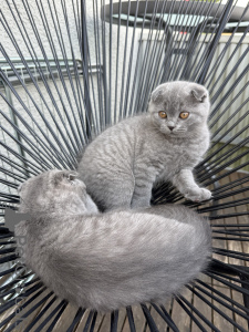 Foto №4. Ich werde verkaufen schottische faltohrkatze in der Stadt Kaiserslaunern. quotient 	ankündigung - preis - 350€