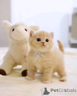 Foto №2 zu Ankündigung № 138107 zu verkaufen schottische faltohrkatze - einkaufen Deutschland züchter