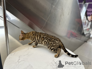 Foto №2. Paarung Service bengal katzenrasse. Preis - verhandelt