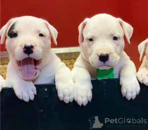 Foto №1. dogo argentino - zum Verkauf in der Stadt Cochem | 350€ | Ankündigung № 147592