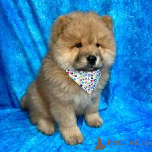 Foto №3. Chow Chow-Puppy's te koop. Belgien