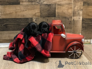 Foto №3. AKC Labs Welpen. Großbritannien