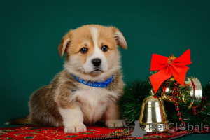 Foto №2 zu Ankündigung № 138075 zu verkaufen  - einkaufen Estland vom kindergarten