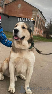 Zusätzliche Fotos: Alabai-Welpen (Zentralasiatischer Schäferhund(