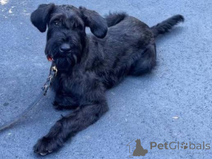 Foto №2 zu Ankündigung № 172784 zu verkaufen schnauzer - einkaufen Kroatien 
