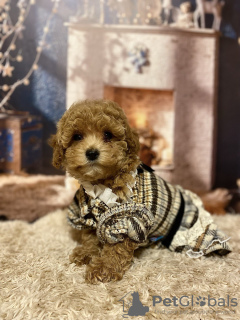 Foto №2 zu Ankündigung № 130676 zu verkaufen maltipu - einkaufen Deutschland quotient 	ankündigung, vom kindergarten, züchter