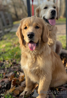 Foto №4. Ich werde verkaufen golden retriever in der Stadt Krakau. quotient 	ankündigung - preis - 450€