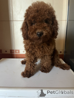 Foto №4. Ich werde verkaufen pudel (toy) in der Stadt Kiew. quotient 	ankündigung, vom kindergarten, züchter - preis - 1600€