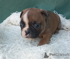 Zusätzliche Fotos: französische Bulldog Welpen