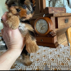 Foto №1. yorkshire terrier - zum Verkauf in der Stadt Copenhague | 500€ | Ankündigung № 39688