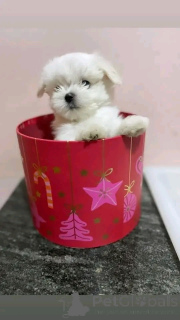 Foto №3. Teacup-Malteser-Welpen-Sind Bereit Bereit Adur adoption. Deutschland
