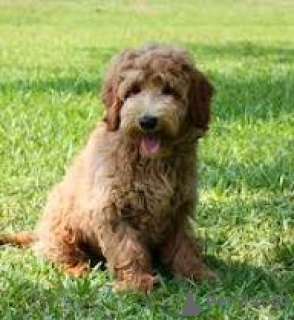 Foto №3. Prachtige Labradoodle-Welpen zum Verkauf. Belgien