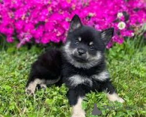 Foto №1. västgötaspets - zum Verkauf in der Stadt Helsinki | 700€ | Ankündigung № 169378