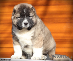 Zusätzliche Fotos: Kaukasische Schäferhundwelpen