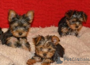 Foto №2 zu Ankündigung № 121057 zu verkaufen yorkshire terrier - einkaufen Deutschland züchter