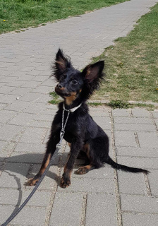 Foto №4. Ich werde verkaufen mischlingshund in der Stadt Minsk. vom kindergarten, züchter - preis - verhandelt