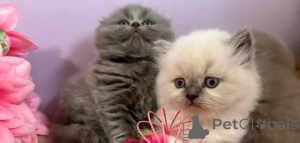 Foto №1. schottische faltohrkatze - zum Verkauf in der Stadt Badenheim | Frei | Ankündigung № 176007