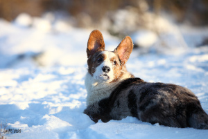 Foto №2 zu Ankündigung № 5291 zu verkaufen welsh corgi - einkaufen Russische Föderation vom kindergarten