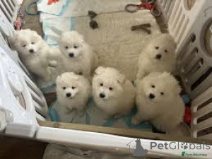 Foto №1. samojede (hunderasse) - zum Verkauf in der Stadt Madrid | 700€ | Ankündigung № 166008