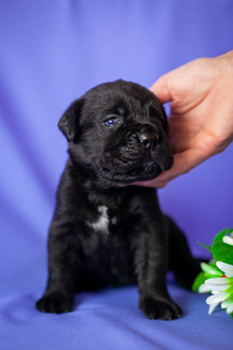 Zusätzliche Fotos: Wunderschöne Welpen Cane Corso